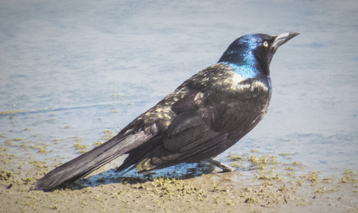 Common Grackle.jpg